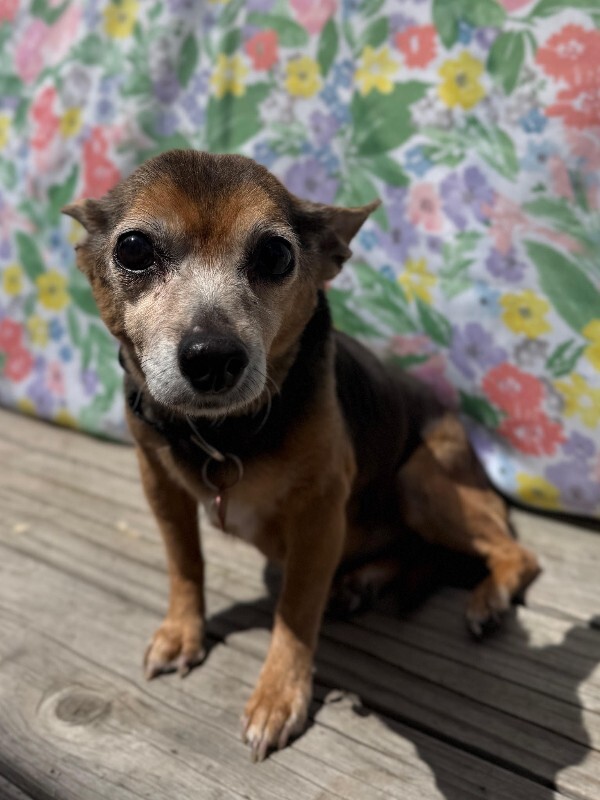 Picture of the Animal Listed